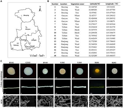 Soil-derived cellulose-degrading bacteria: screening, identification, the optimization of fermentation conditions, and their whole genome sequencing
